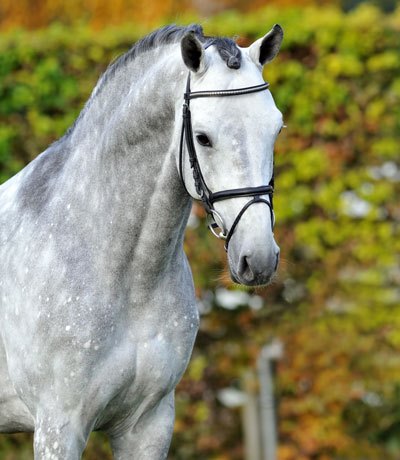 stallone Caressini da Caretino Cassini Bundeschampion di Ludger Beerbaum salto ostacoli Equine Evolution stalloni tedeschi