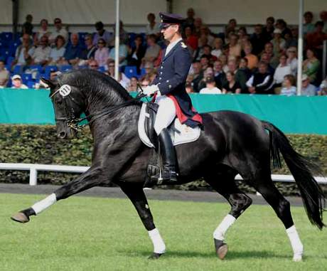 Don Frederico da Donnerhall stallone da monta dressage Hannover Equine Evolution