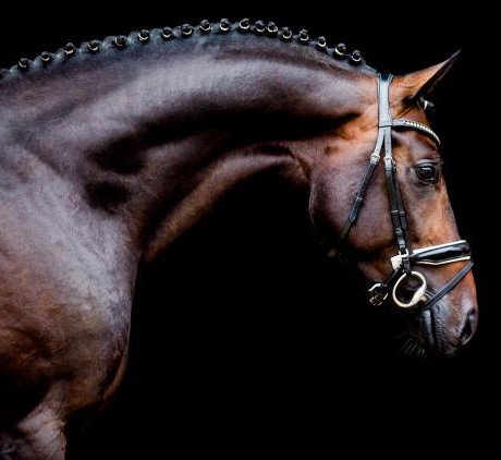 Friedrich der Grosse stallone da monta dressage Hannover da Donnerhall Equine Evolution