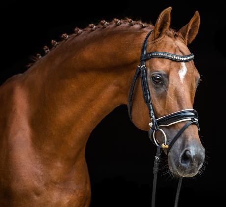 stallone Perignon da Perigueux x Stolzenberg da Stakkato di Ludger Beerbaum Equine Evolution stalloni tedeschi