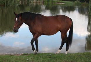 cavallo sportivo vendesi Hannover Holstein Westfalen