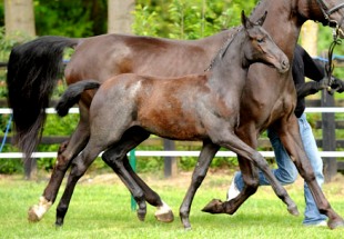 cavallo sportivo vendesi Hannover Holstein Westfalen
