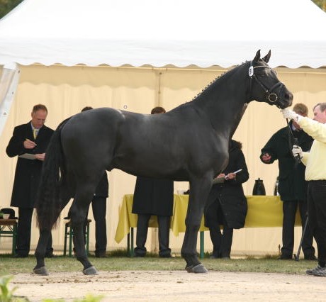 Stakkato stallone da monta salto ostacoli Hannover Equine Evolution